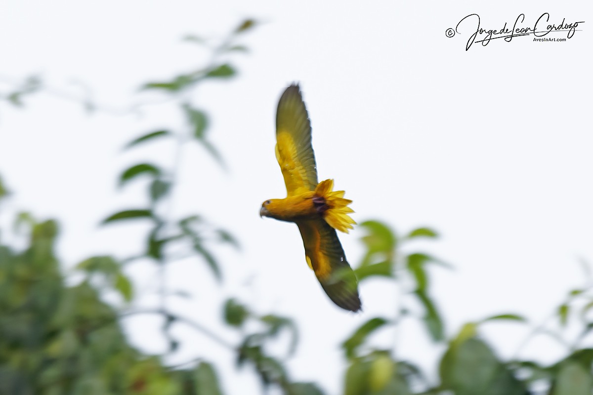 Golden Parakeet - ML646916092