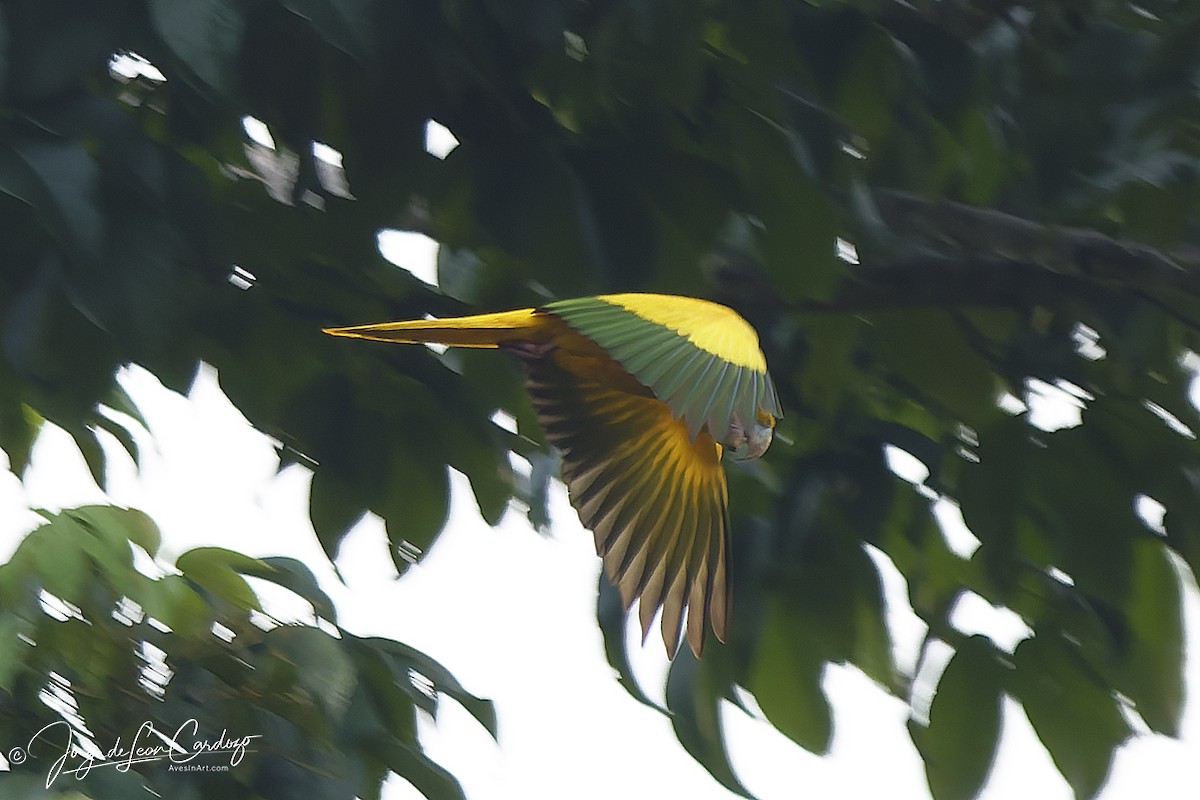 Golden Parakeet - ML646916093