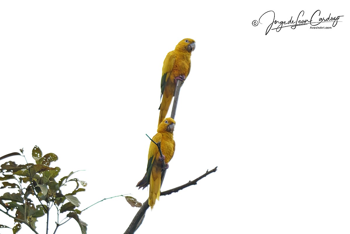 Golden Parakeet - ML646916094