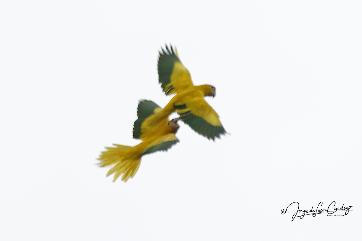 Golden Parakeet - ML646916095