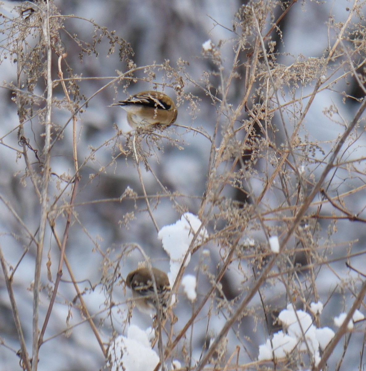 gulstillits - ML646916097