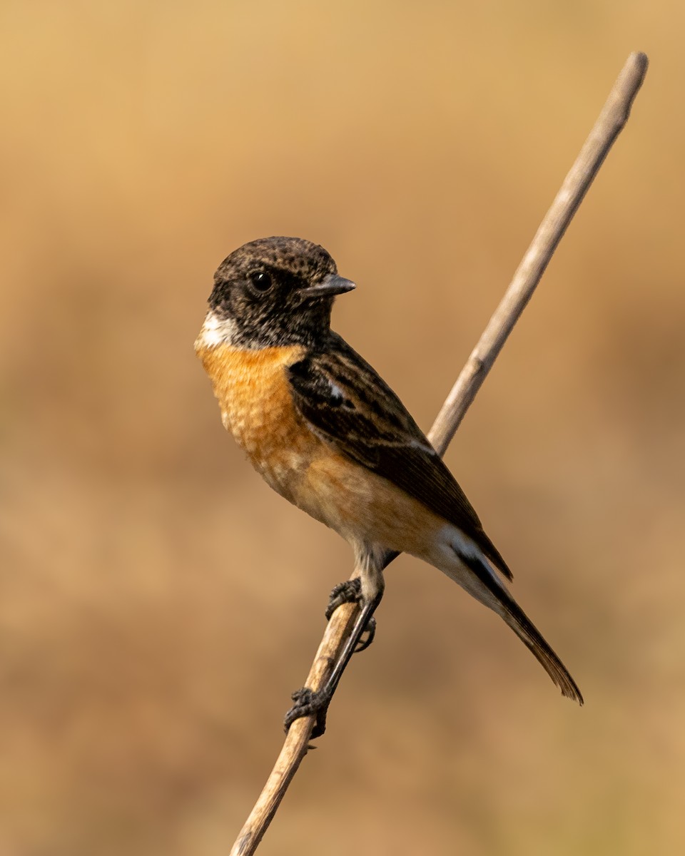 Siberian Stonechat - ML646916100