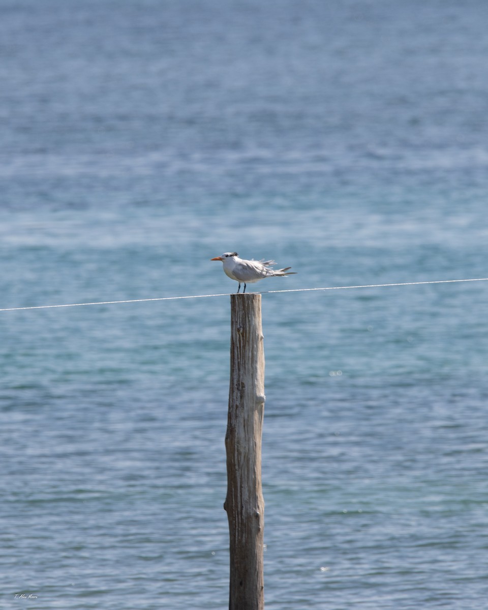 rybák královský - ML646916102