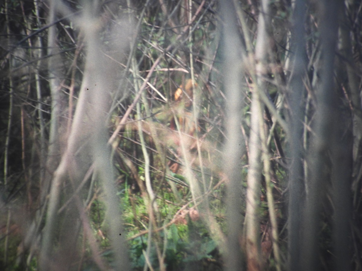 פסיון זהוב - ML646916103