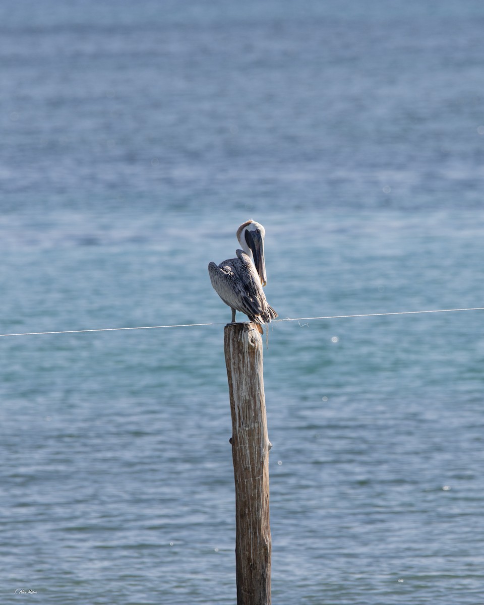 pelikán hnědý - ML646916106