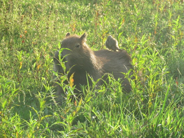 Animals - ML646916107