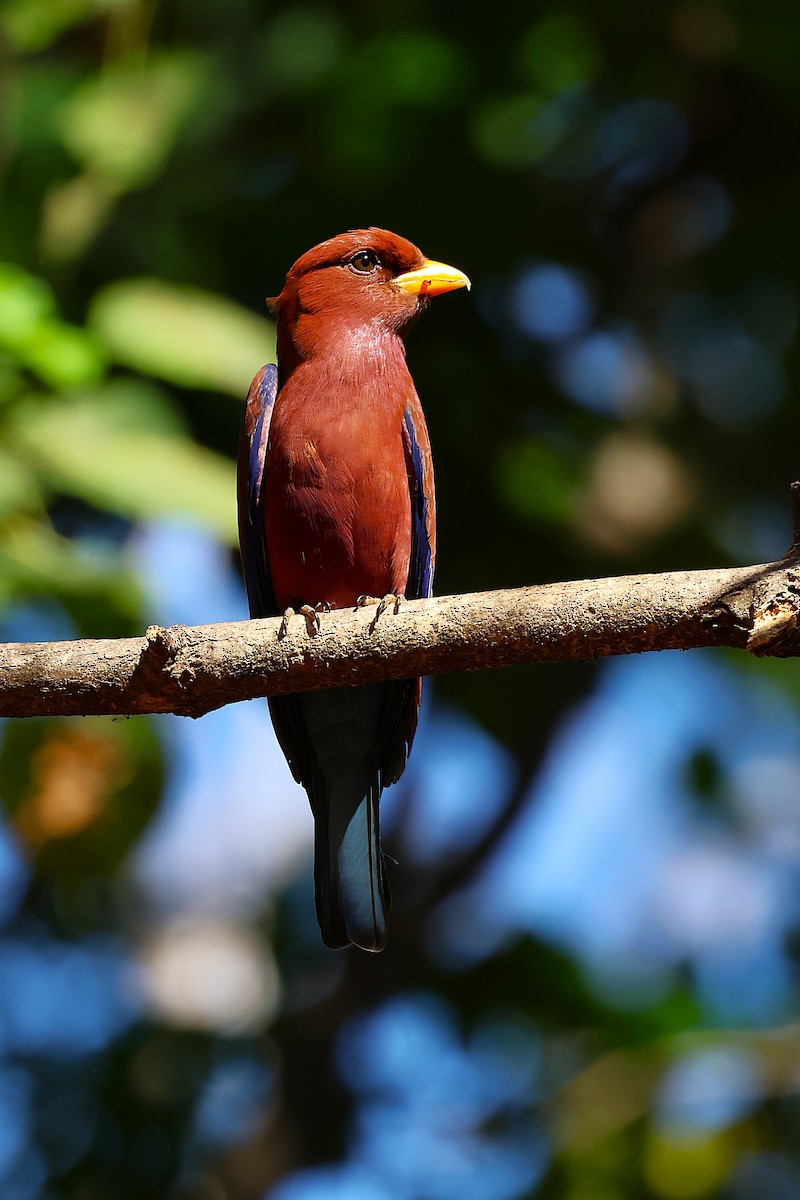 Broad-billed Roller (Madagascar) - ML646916119