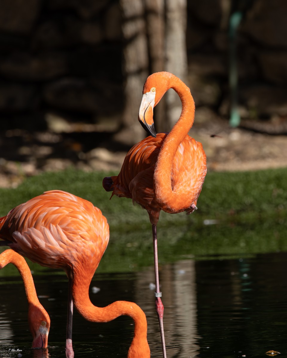 plameňák americký - ML646916126