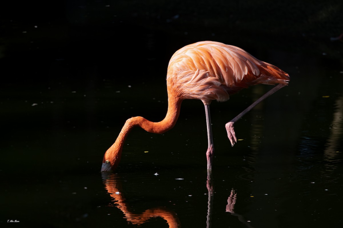 plameňák americký - ML646916127