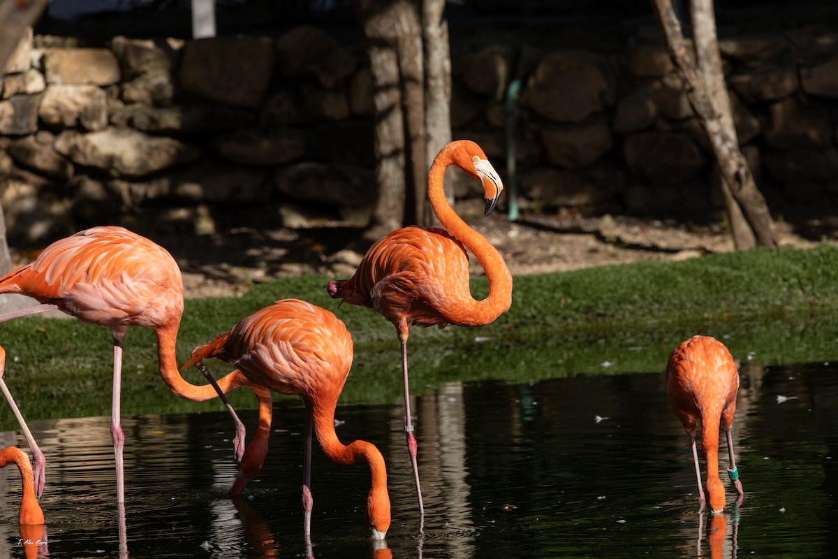 plameňák americký - ML646916128