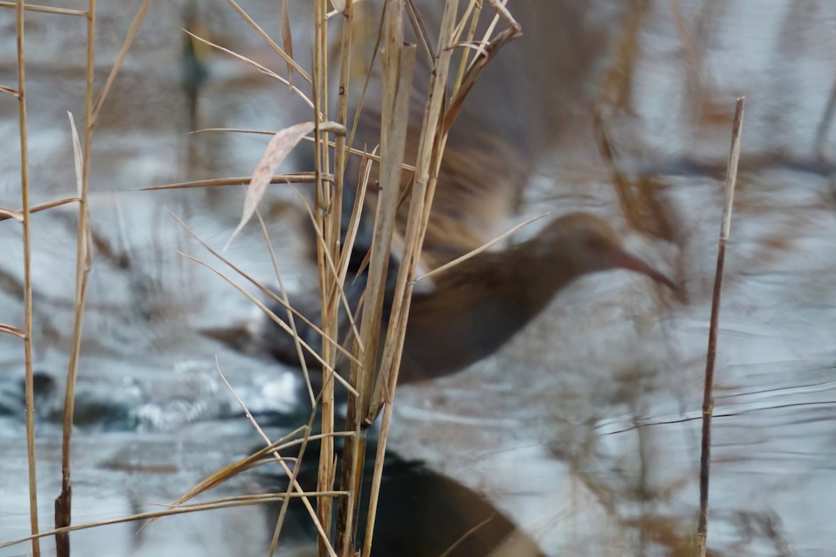 Water Rail - ML646916129