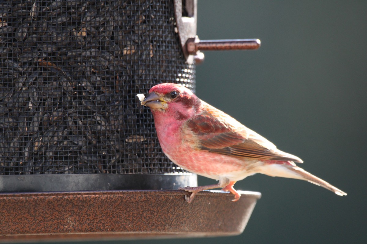 Purple Finch - ML646916130