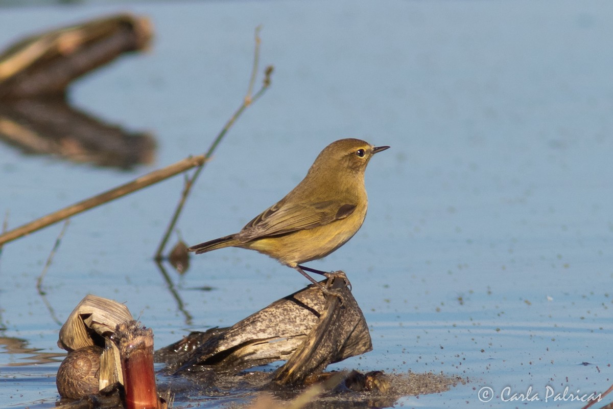 嘰喳柳鶯 - ML646916131