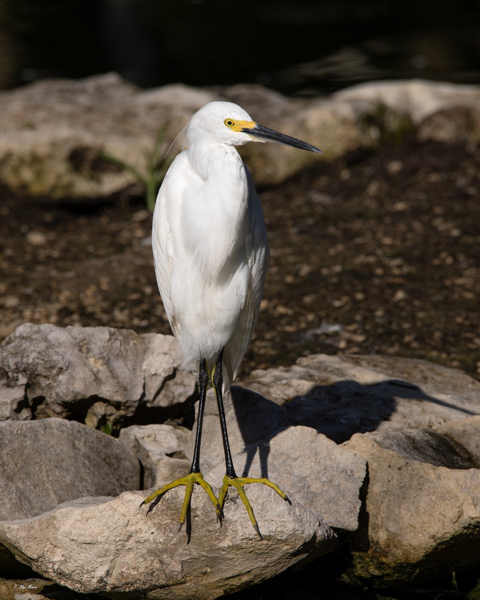 volavka bělostná - ML646916136