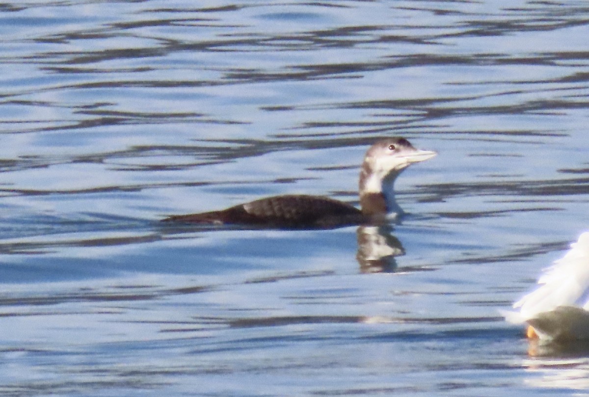 Common Loon - ML646916137
