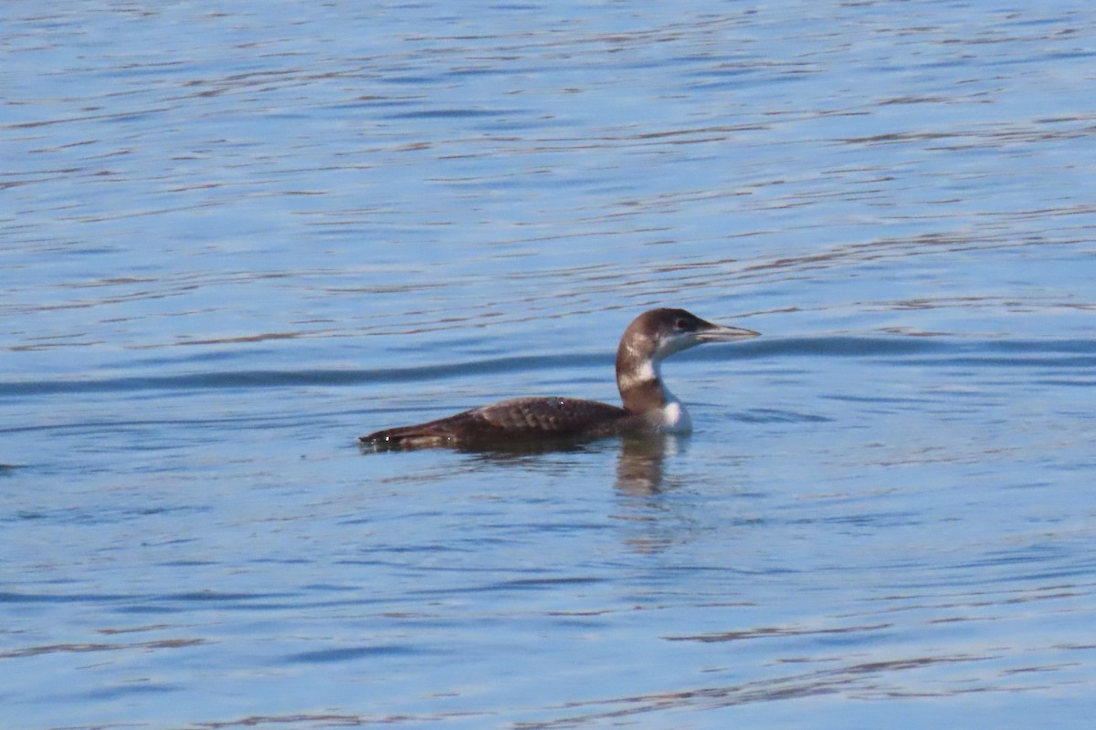 Common Loon - ML646916138