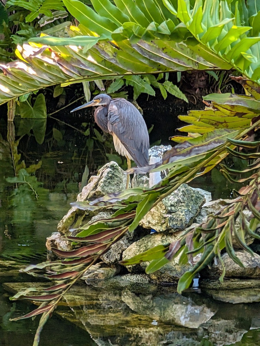 volavka tříbarvá - ML646916140