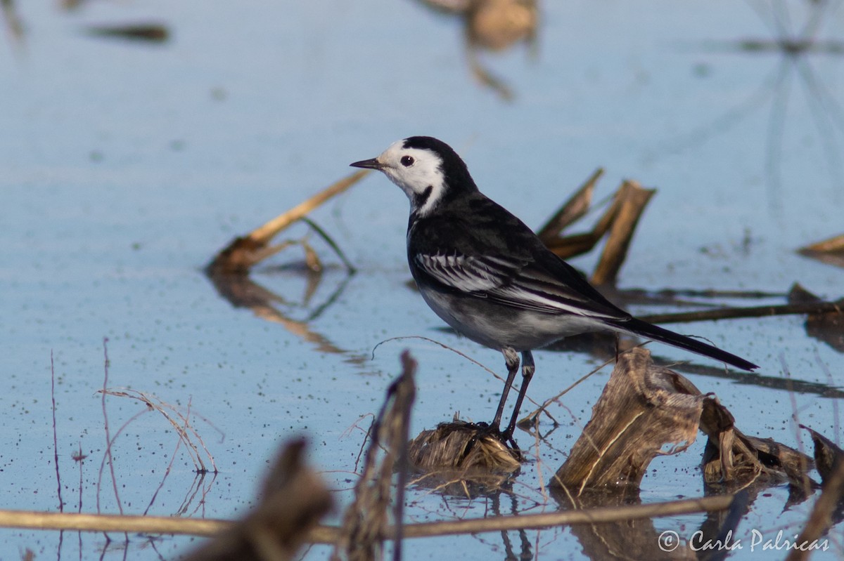 白鶺鴒(yarrellii) - ML646916141