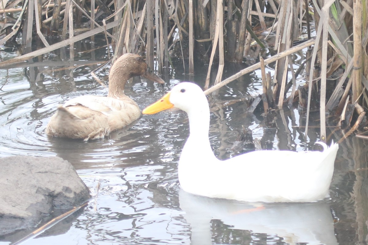 Muscovy Duck (Domestic type) - ML646916142