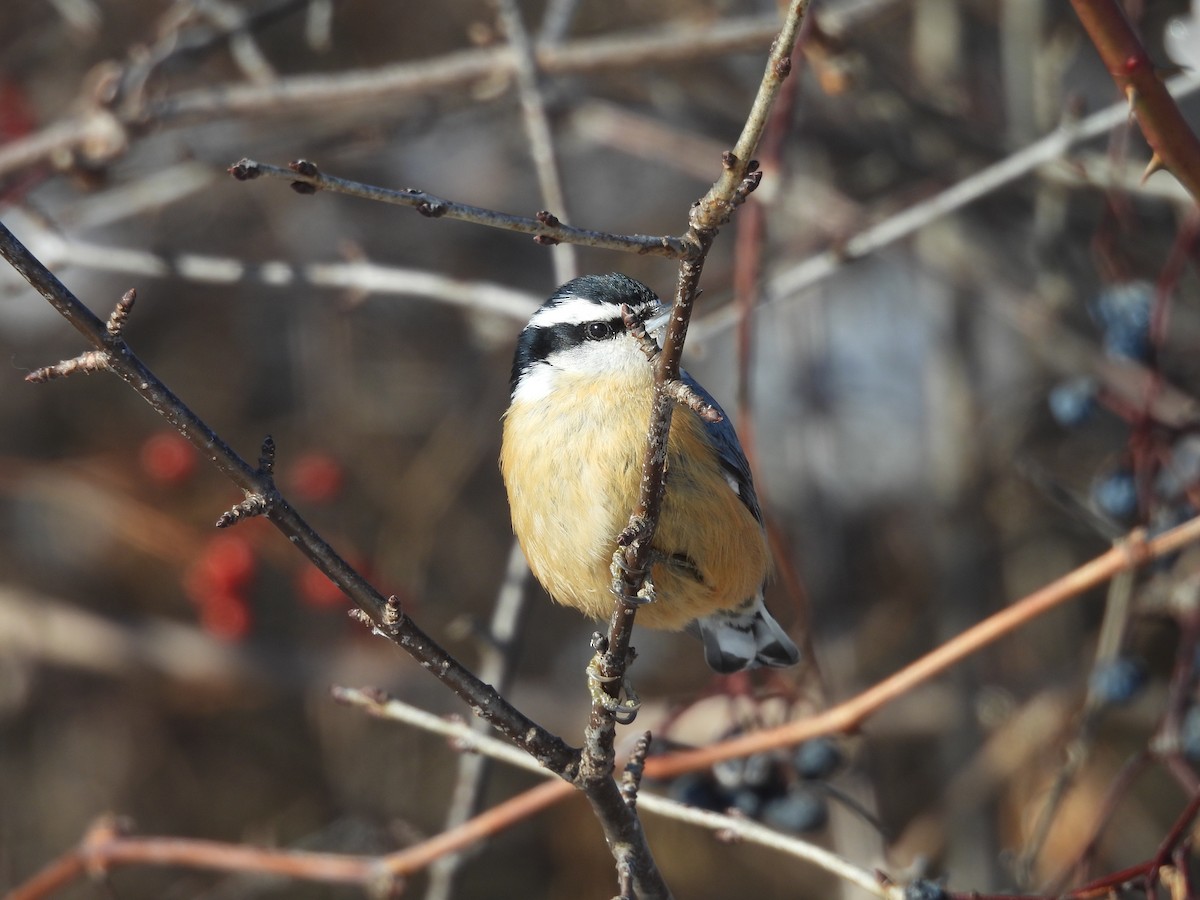 Red-breasted Nuthatch - ML646916145