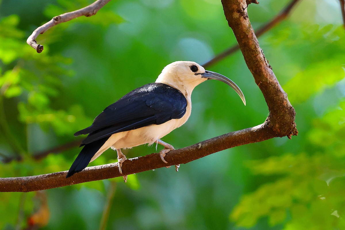 Sickle-billed Vanga - ML646916153