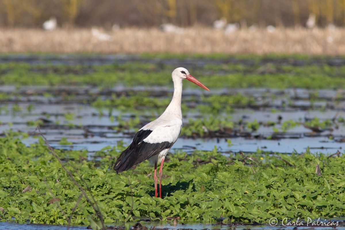 White Stork - ML646916155