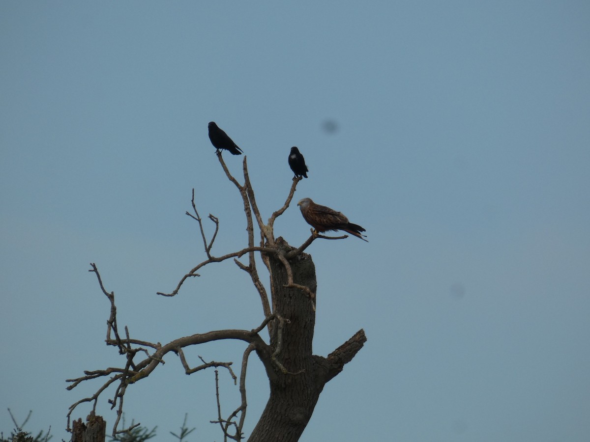 アカトビ - ML646916159