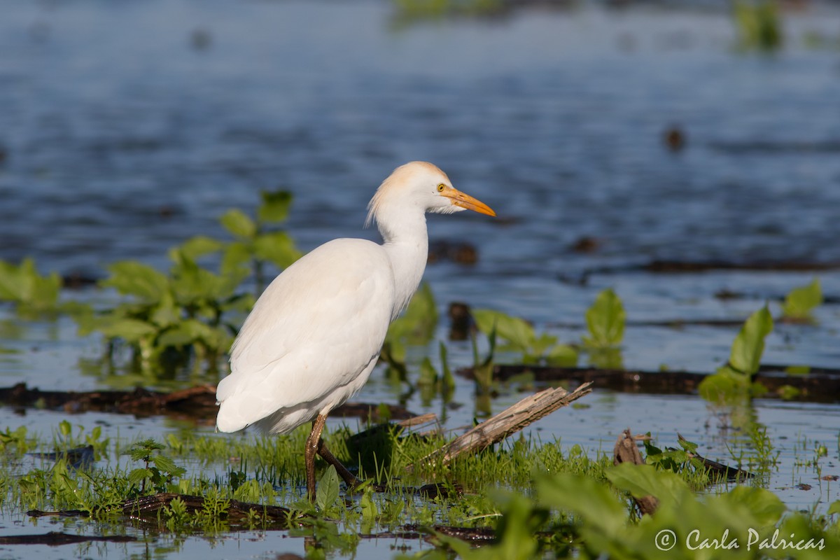 Western Cattle-Egret - ML646916164