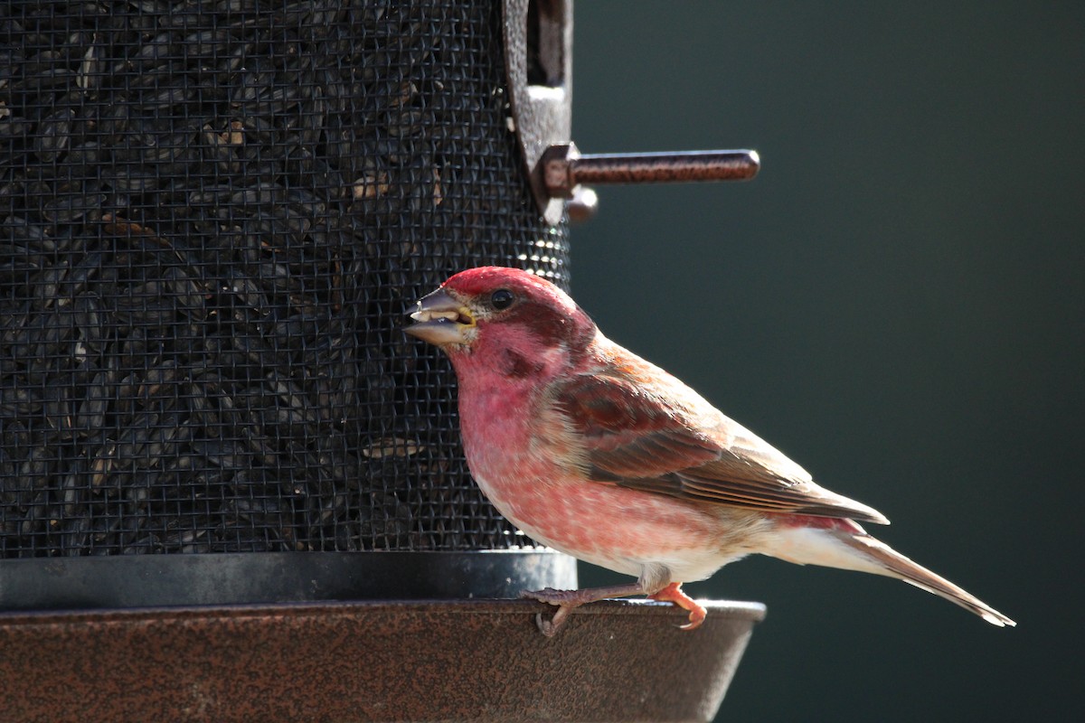Purple Finch - ML646916165