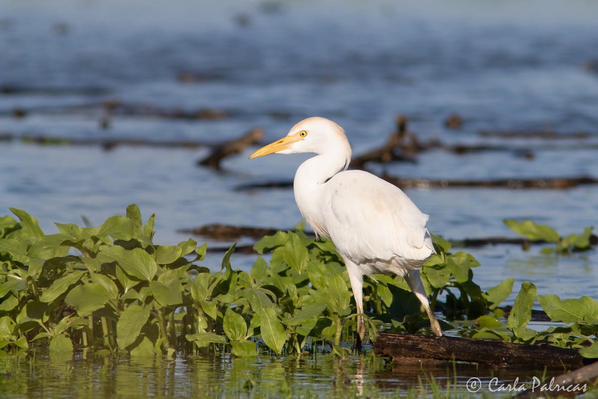 Western Cattle-Egret - ML646916167