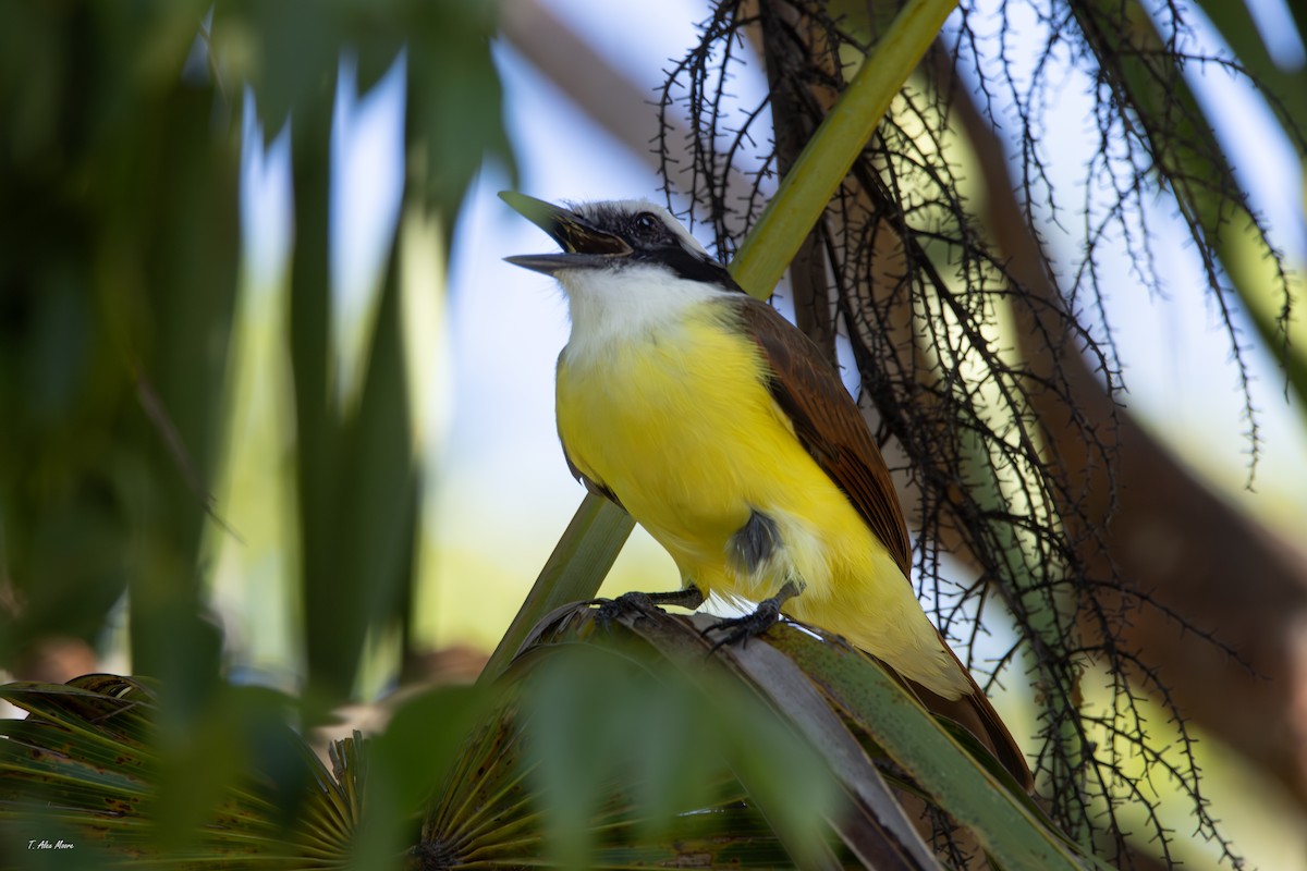 Great Kiskadee - ML646916168