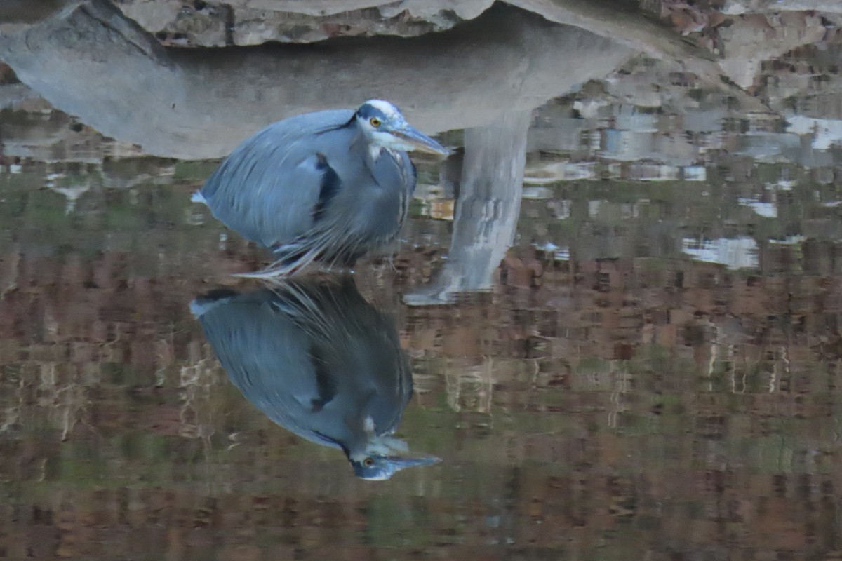 Great Blue Heron - ML646916170