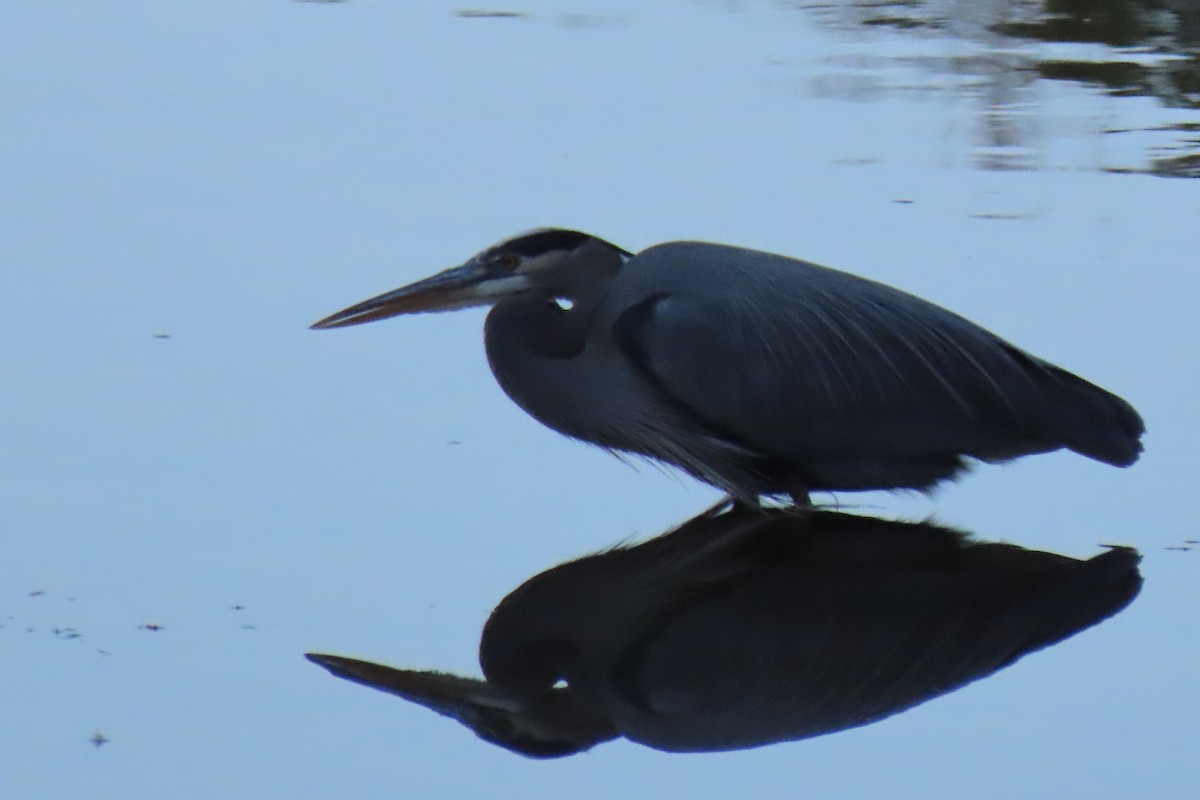 Great Blue Heron - ML646916171