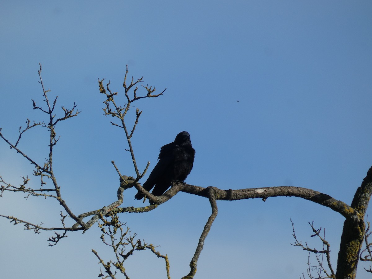 vrána černá - ML646916172