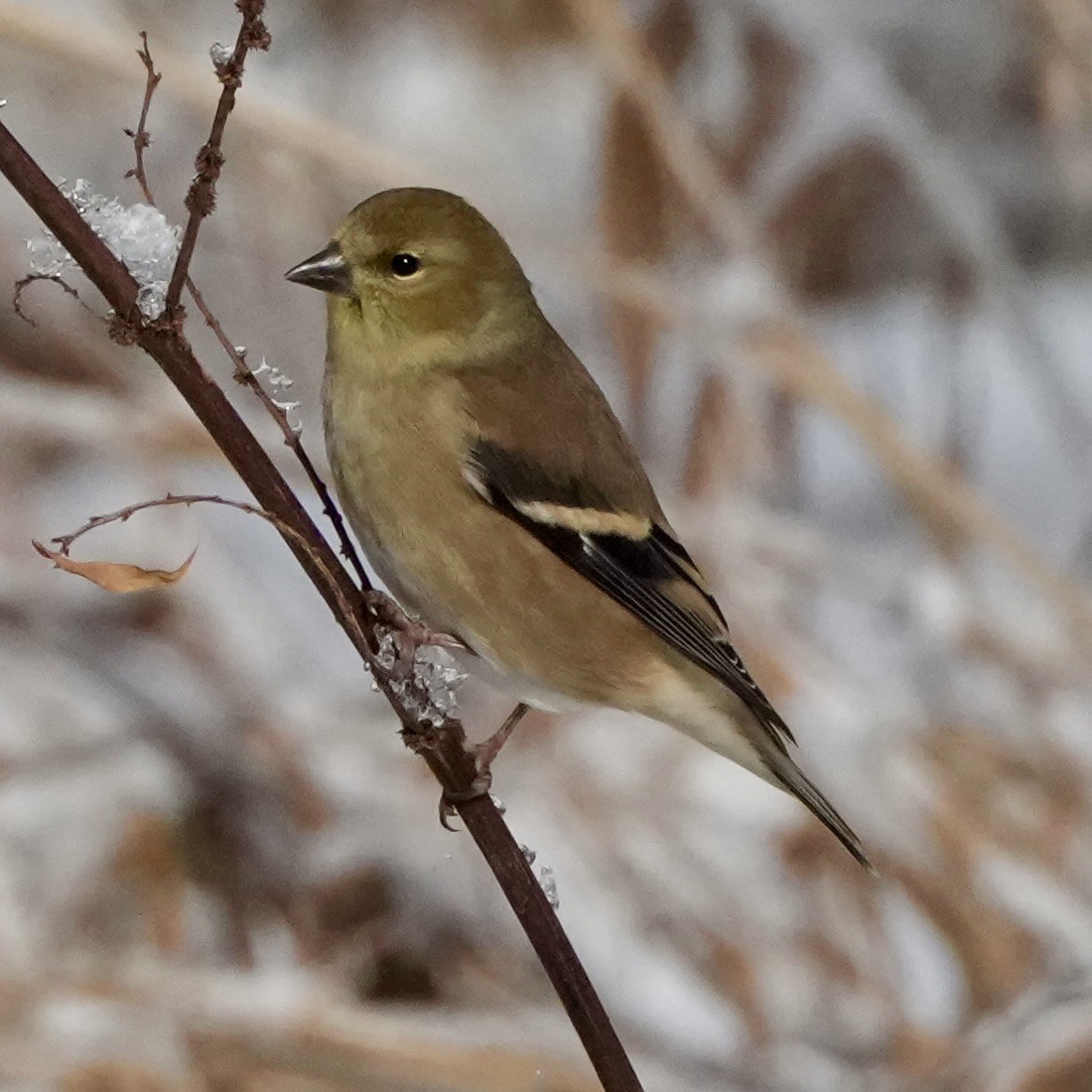 gulstillits - ML646916174