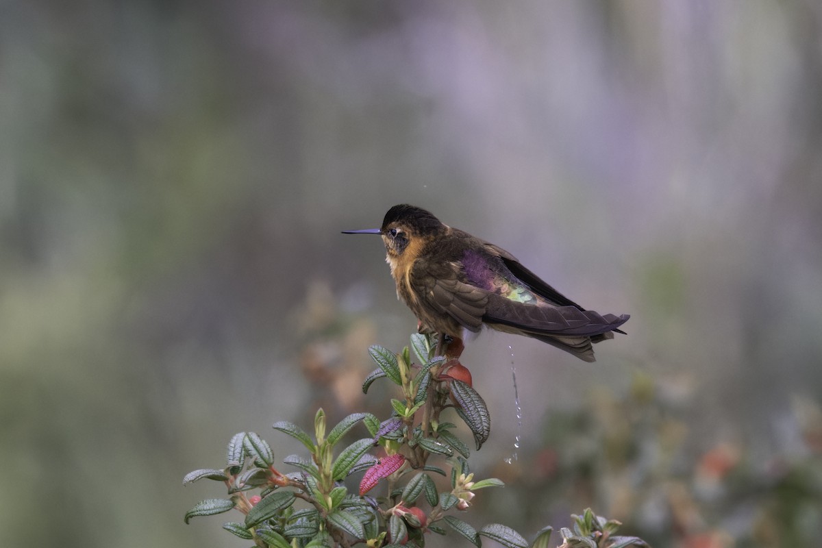 Shining Sunbeam - ML646916175