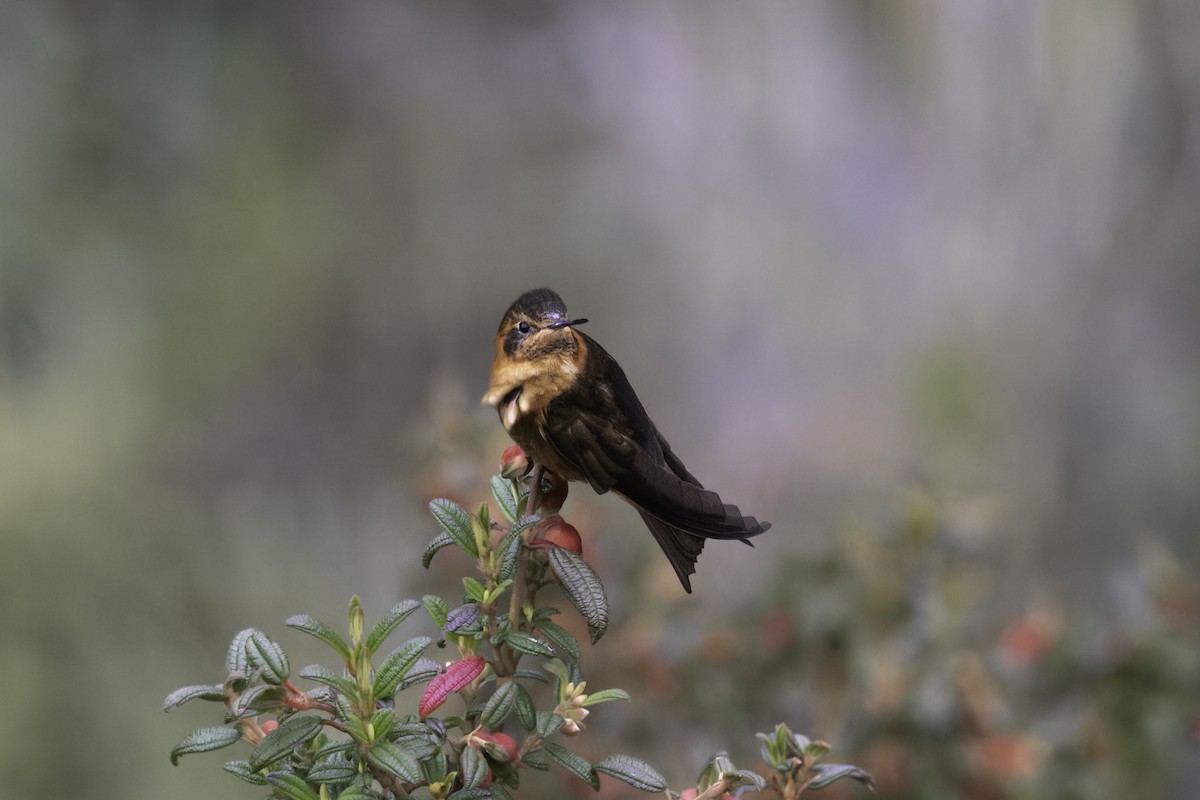 Shining Sunbeam - ML646916176