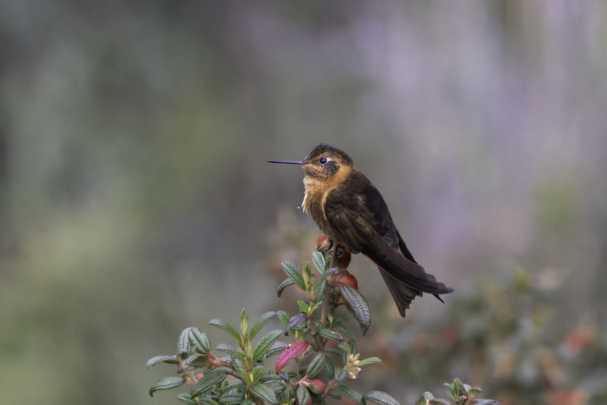 Shining Sunbeam - ML646916177