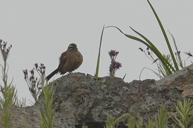 Cape Bunting - ML646916179