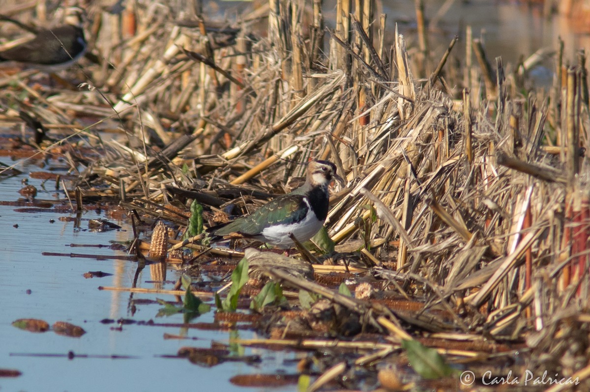 小辮鴴 - ML646916183