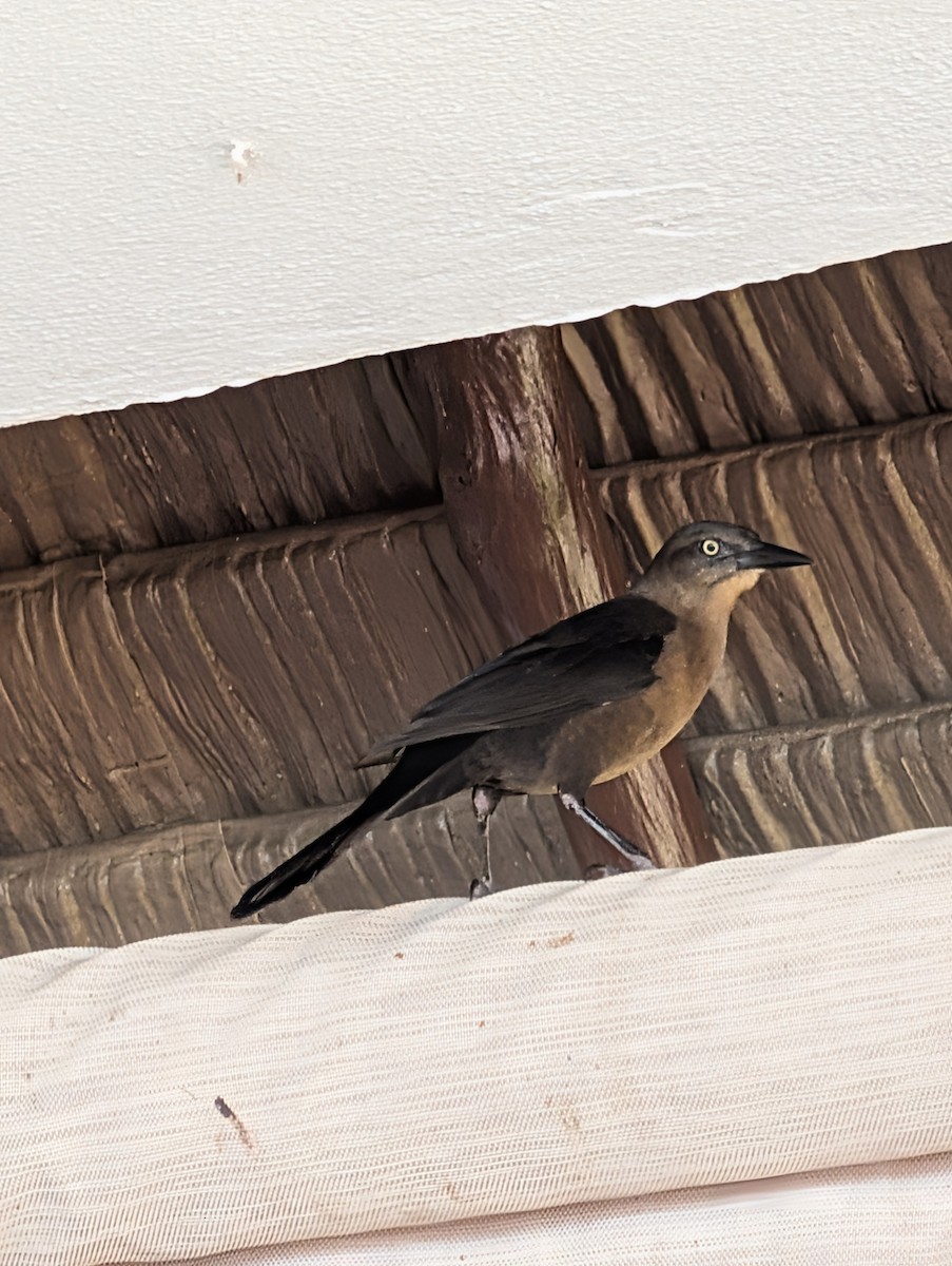 vlhovec velkoocasý - ML646916187