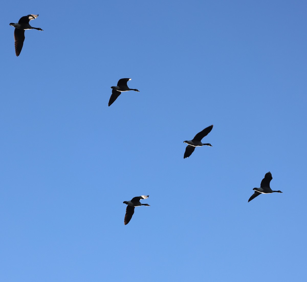 Barnacla Canadiense Grande - ML646916188