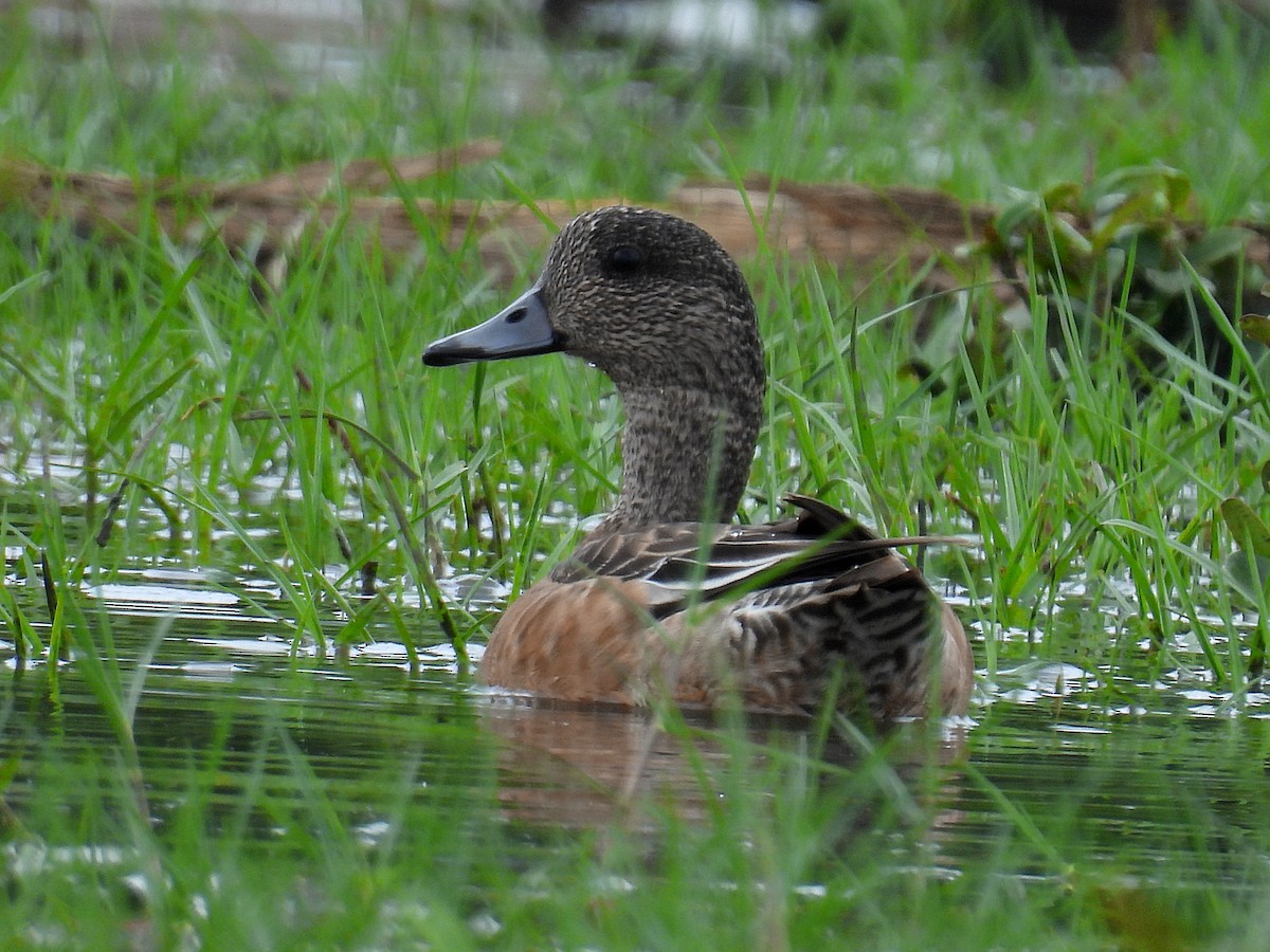 American Wigeon - ML646916191