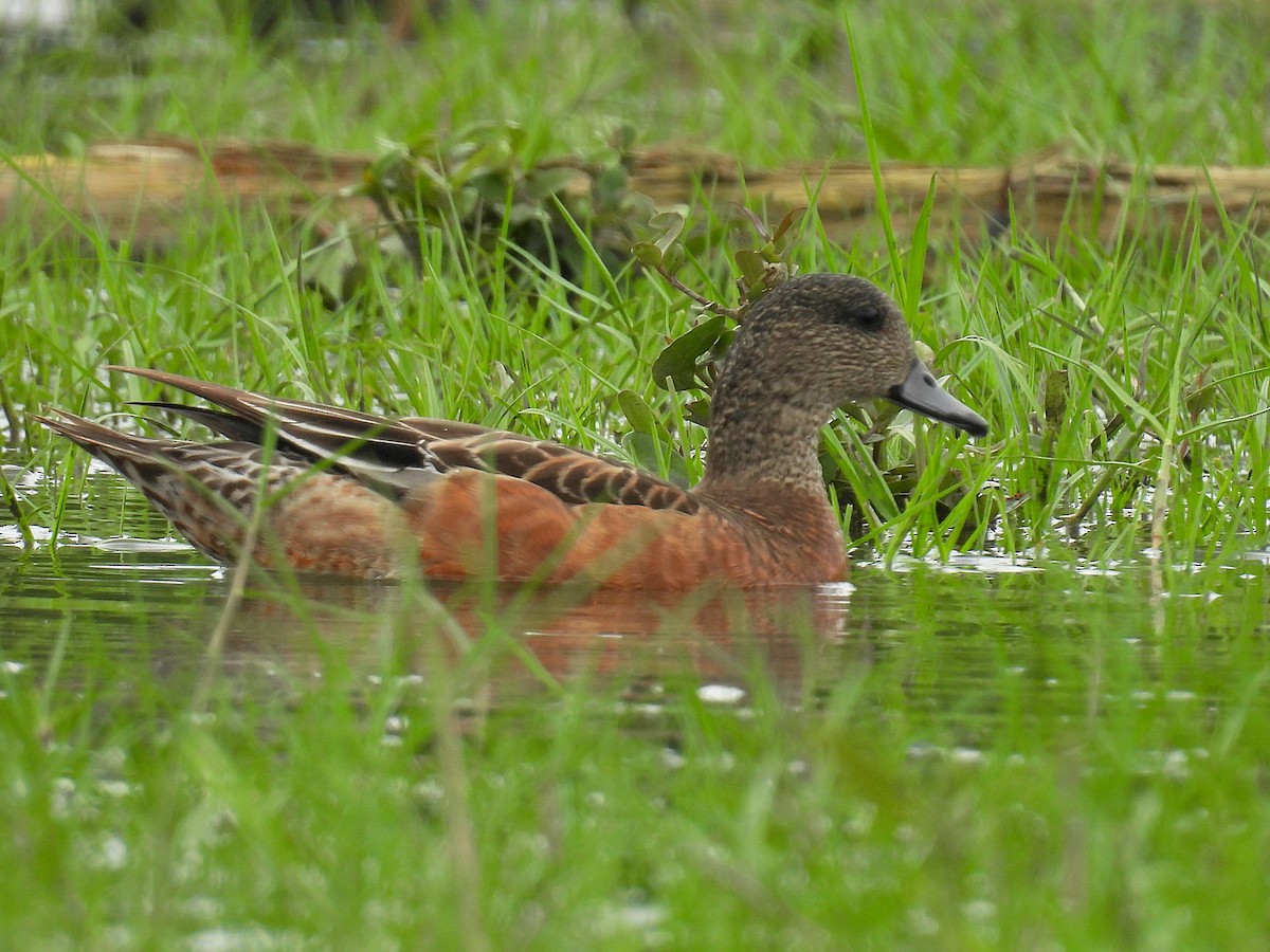 American Wigeon - ML646916192