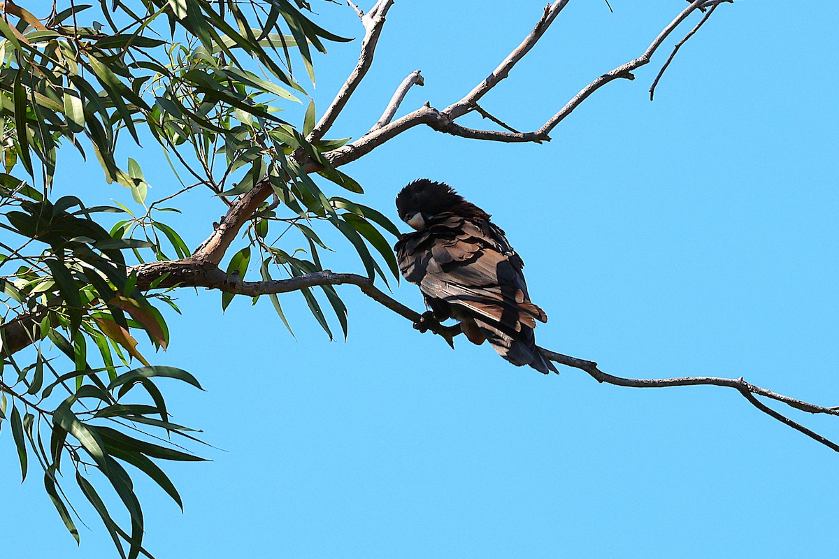 コクロインコ - ML646916196