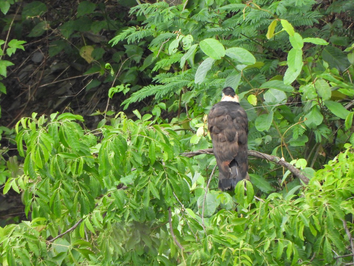 Hook-billed Kite - ML646916199