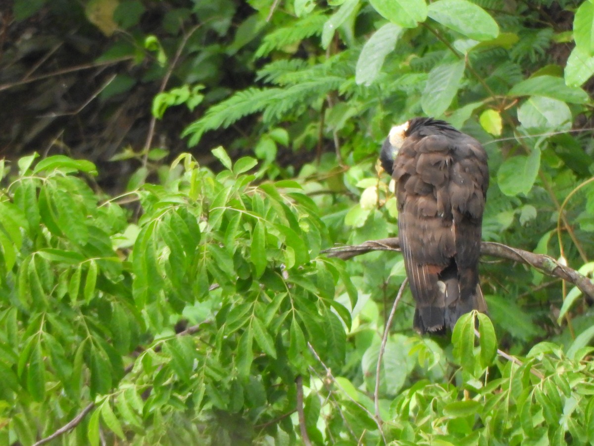 Hook-billed Kite - ML646916200