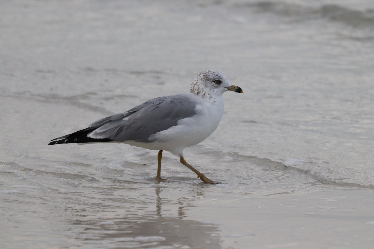 クロワカモメ - ML646916201