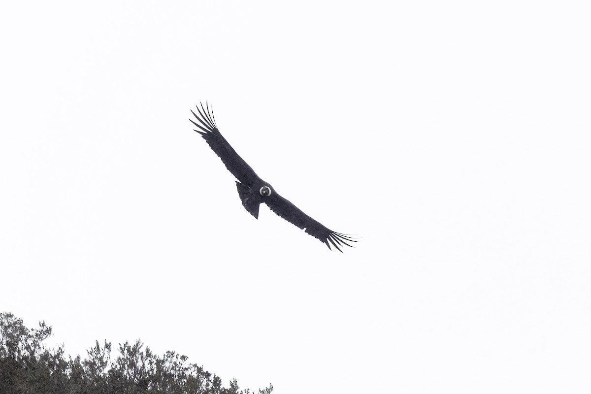 コンドル - ML646916206