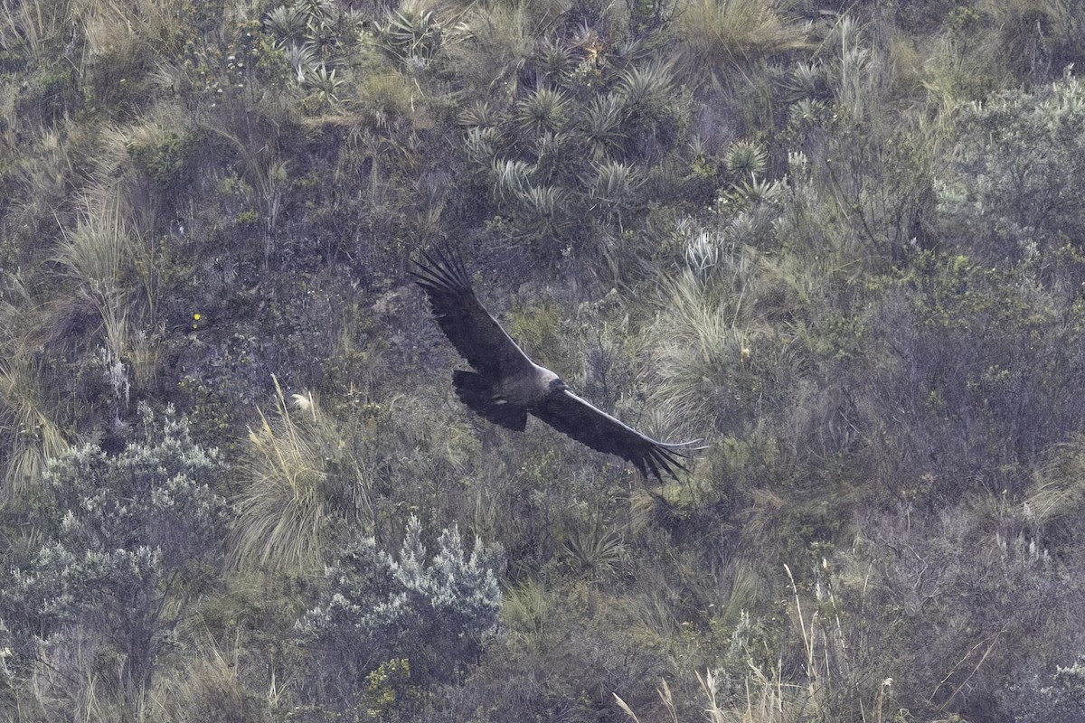 コンドル - ML646916208